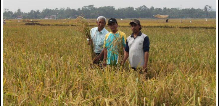 Pengabdian Kepada Masyarakat Dosen Agroteknologi ke Kelompok Tani Padi di Desa Tinggarjaya Kecamatan Jatilawang Kabupaten Banyumas Provinsi Jawa Tengah