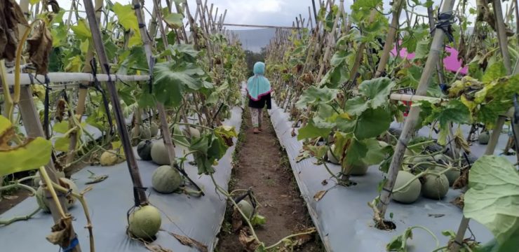 Usaha Budidaya Melon oleh Mahasiswa pada Kegiatan Tunas Bima yang bermitra dengan Koperasi Mitraniaga Syariah