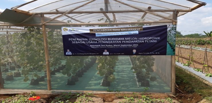 Kelompok Tani Raden  Desa Pabuwaran Memproduksi Melon Premium Dengan Teknologi  Hidroponik Fertigasi Sederhana